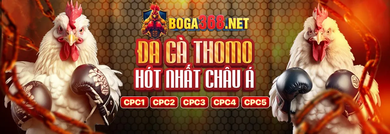 Trải nghiệm đá gà đỉnh cao tại OKVIP
